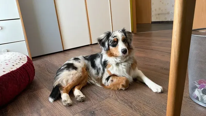 Australian Shepherd entspannt liegend