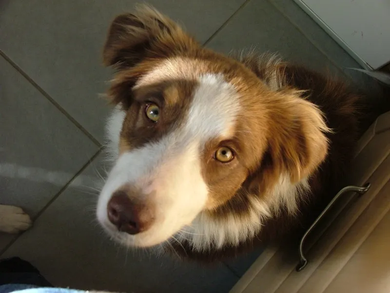 Aufmerksamer Hund – Gesundheit im Blick